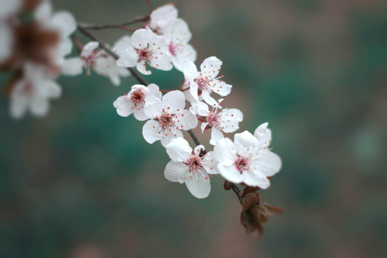 Nahaufnahme von zarten weißen Kirschblüten an einem Zweig im Frühling.
